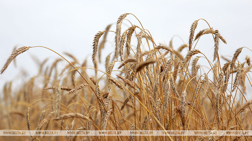 Массовая уборка зерновых завершается в четырех областях Беларуси