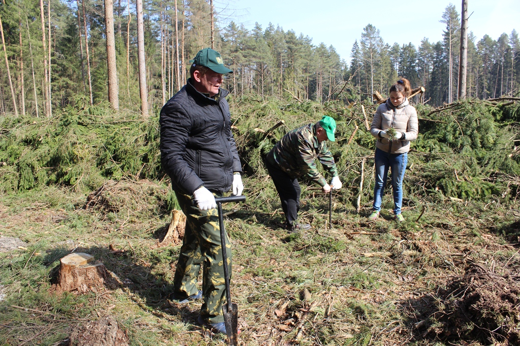 Депутаты и представители организаций сегодня сажали лес за д. Белевичи