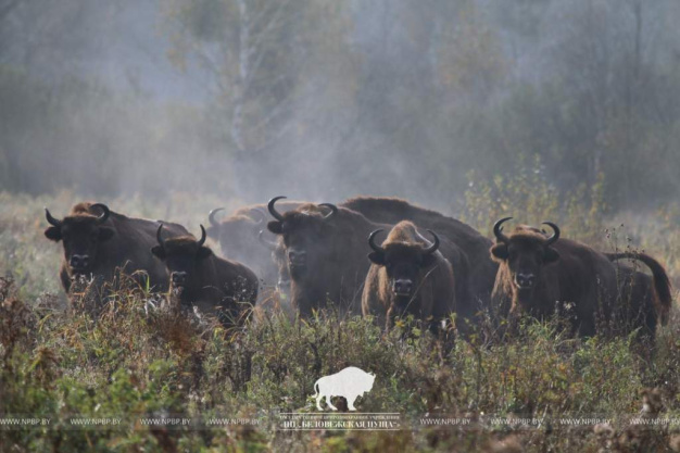 Беларусь занимает третье место по количеству зубров Беларусь занимает третье место по количеству зубров