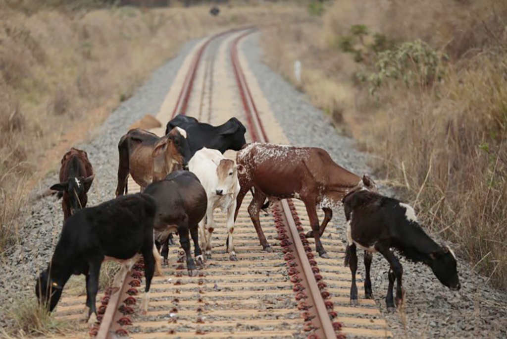 Обращаем внимание: железная дорога – не место для выпаса скота