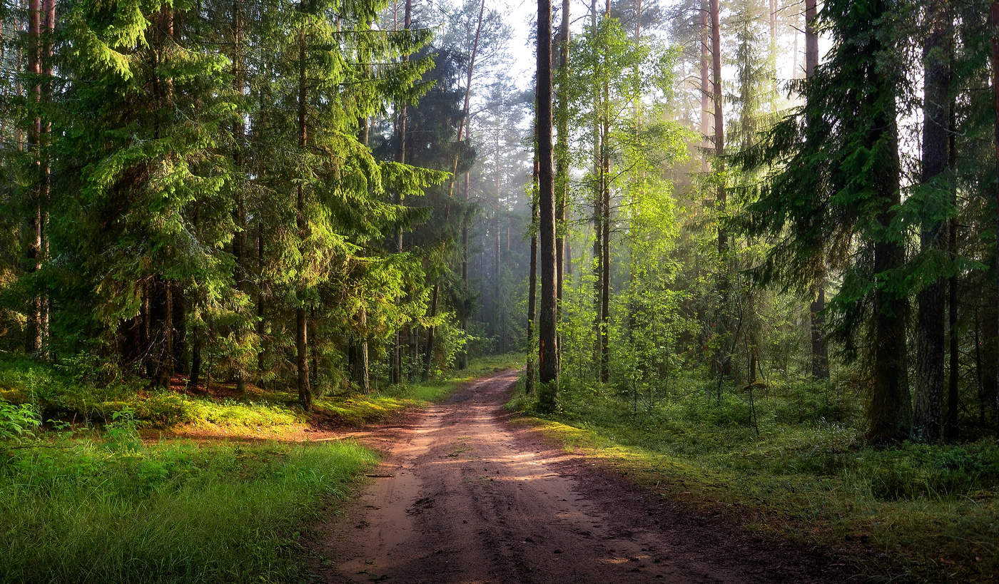 С 16 июля в Сморгонском районе вводится ограничение на посещение лесов