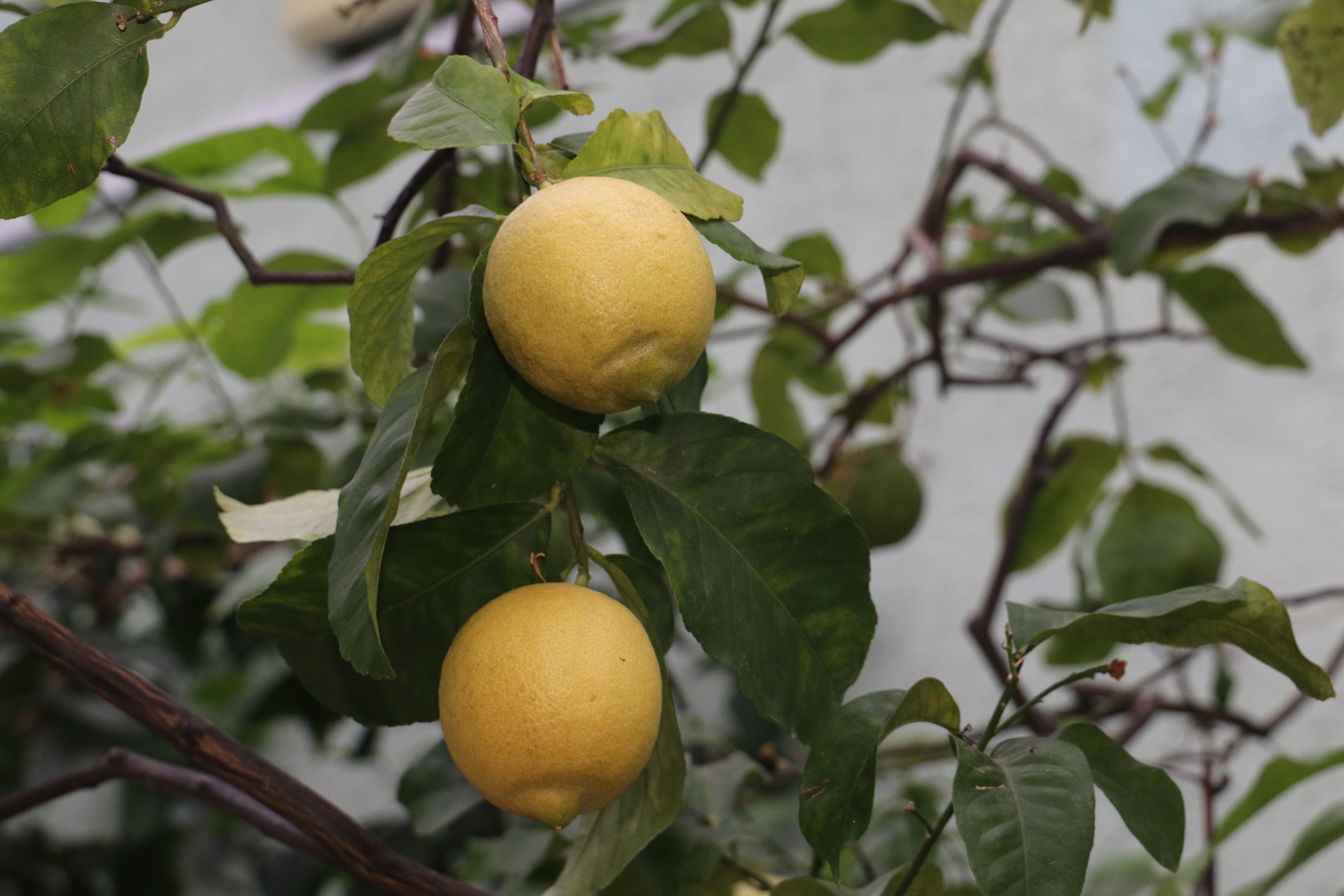 Возвращение в Эдем. В зимнем саду политехнического колледжа плодоносят лимоны и грейпфруты 