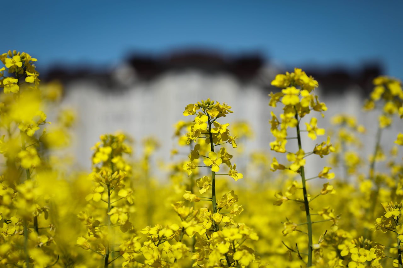 ФОТОФАКТ: На полях возле Сморгони цветёт рапс