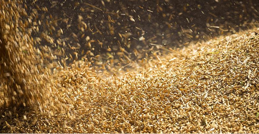 WSJ: вывоз зерна из Украины будет проводиться в условиях прекращения огня