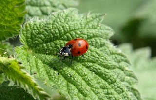 Не только вредители: садовод рассказала о полезных насекомых в вашем огороде