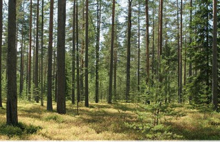 В шести районах Гродненщины установлены ограничения на посещение лесов