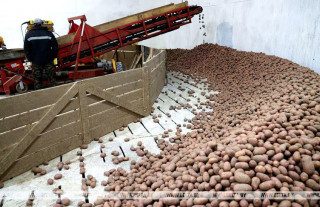 В Беларуси убрали картофель почти на 44% площадей