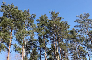 Во всей Гродненской области сохраняется ограничение на посещение лесов