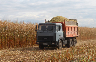 На полях Сморгонщины сформировался неплохой урожай кукурузы