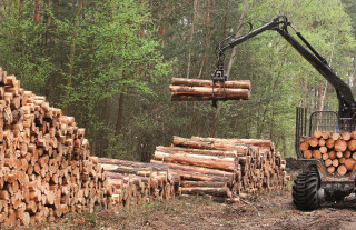 О развитии лесохозяйственной отрасли в Гродненской области