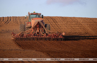 В Беларуси посеяно более 1 млн га озимых зерновых
