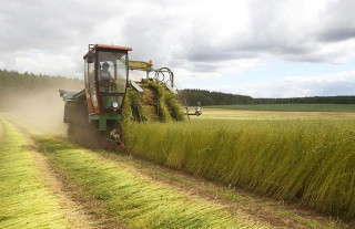 Аграрии Гродненщины рассчитывают увеличить объемы производства льна и улучшить качество льнотресты