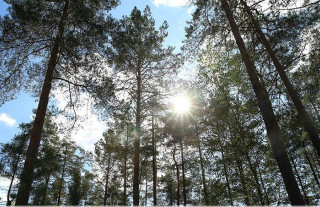 Введены запреты и ограничения на посещение лесов в 10-и районах Гродненщины