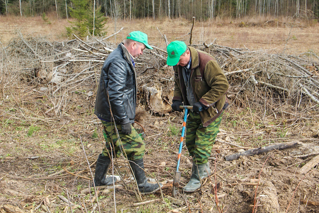 Кревское лесничество поучаствовало в «Неделе леса»