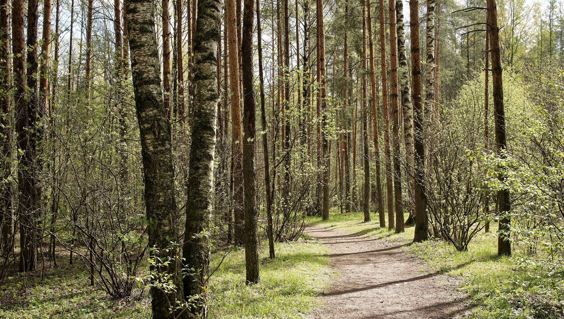 В Сморгонском районе введено ограничение на посещение лесов