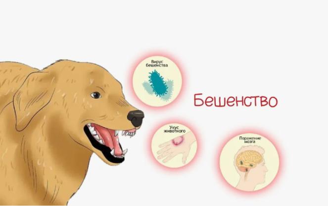 БЕШЕНСТВО. О ЧЁМ ДОЛЖЕН ЗНАТЬ КАЖДЫЙ?