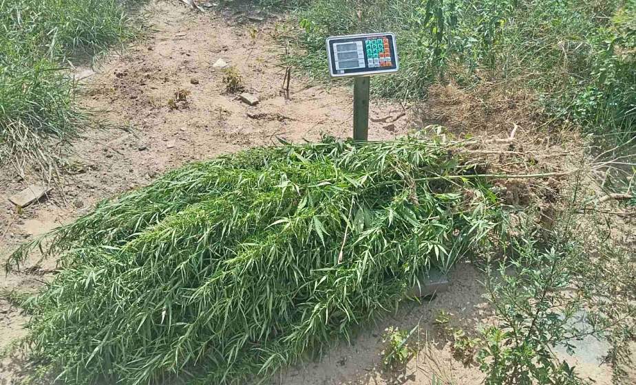 Более 200 килограмм наркосырья уничтожено в Гродненской области