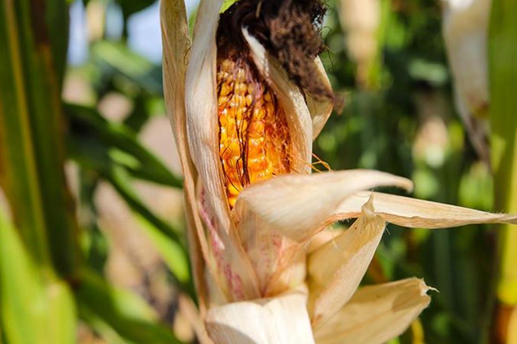 В Беларуси намолочено почти 74 тыс. тонн зерна кукурузы