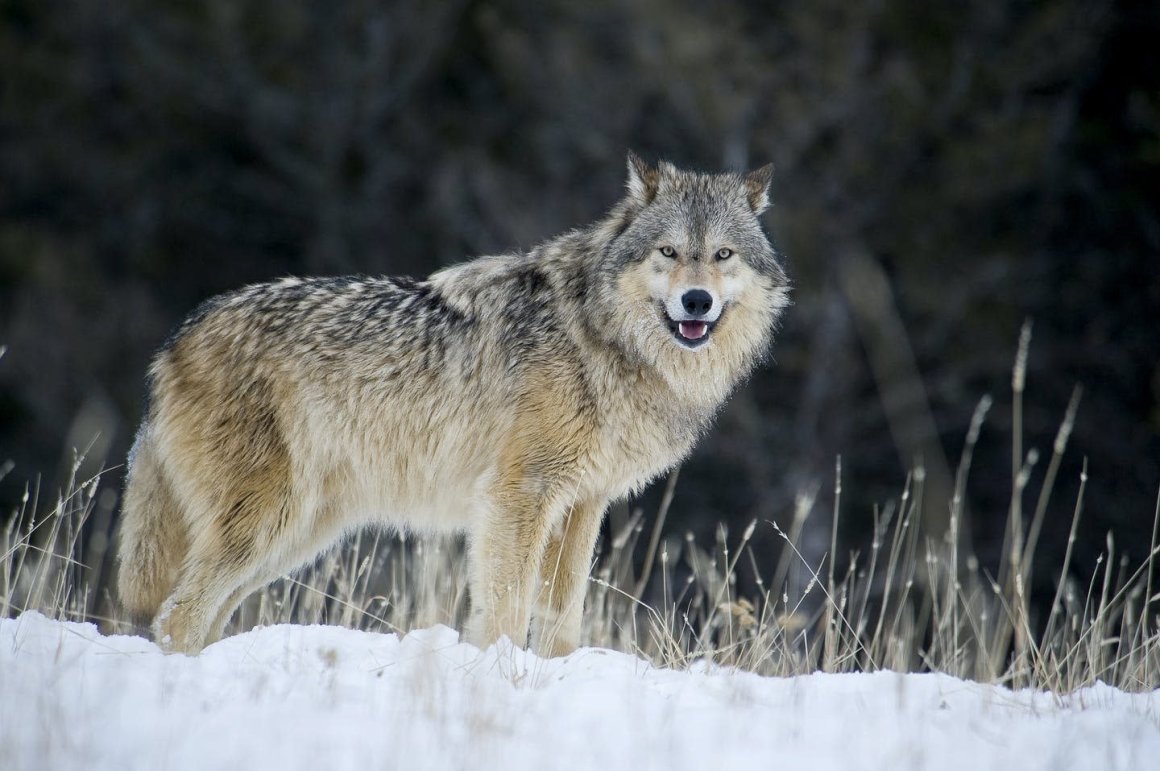 Что делать и куда сообщать в случае появления волка в сельской местности?