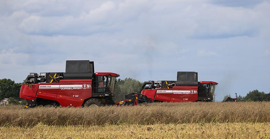 В Беларуси завершается уборка озимого рапса