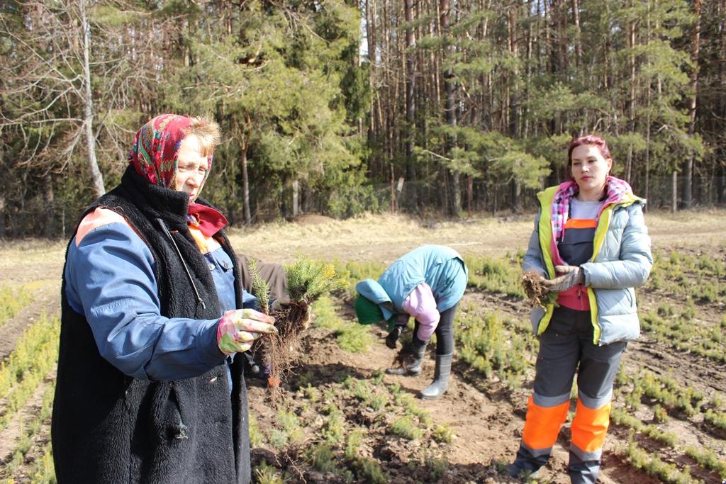 В питомнике Сморгонского опытного лесхоза готовят к посадке сеянцы лесных культур