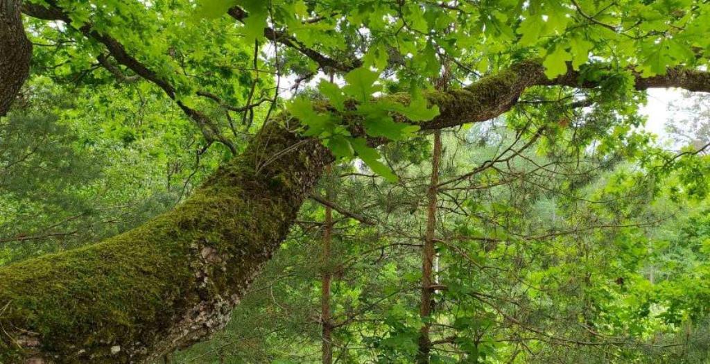 Запреты и ограничения на посещение лесов введены во всех районах Гродненской области