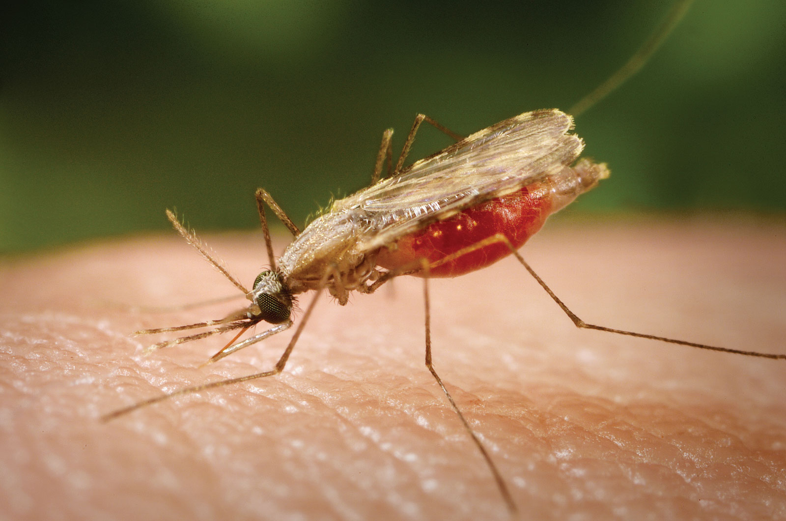 Что надо знать о малярии?