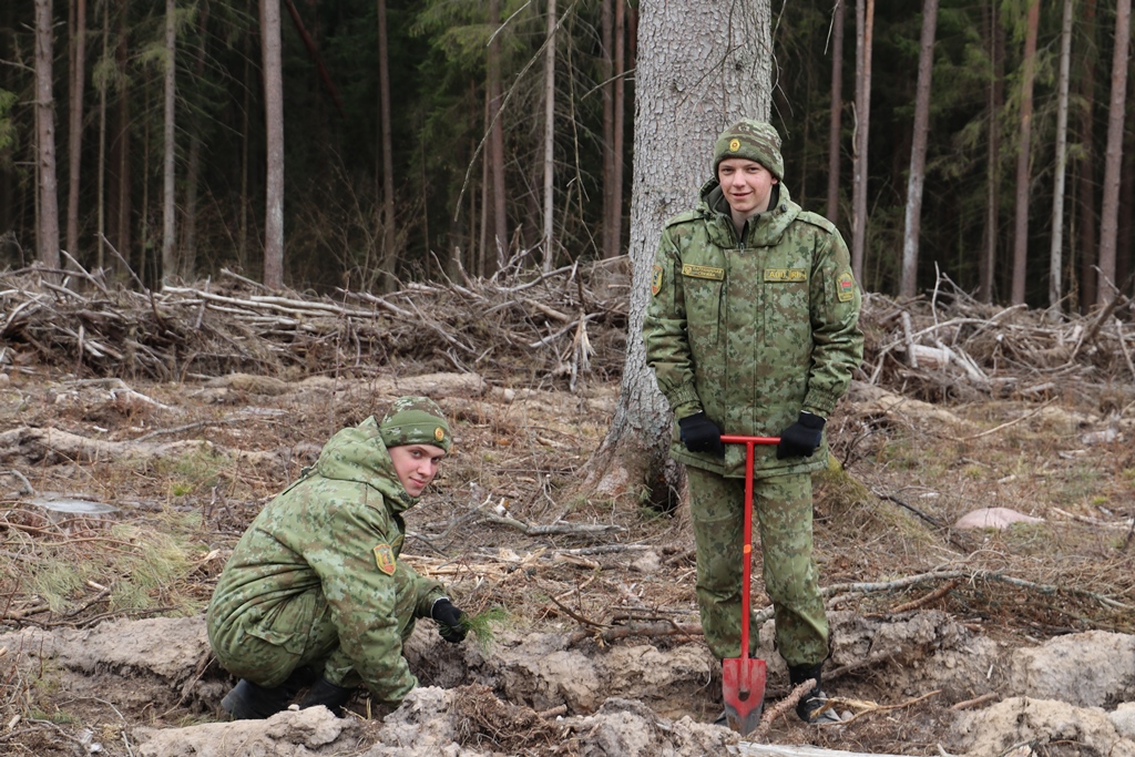 «Чтобы в будущем шумели сосны и ели»: военнослужащие и активисты БРСМ сажают лес