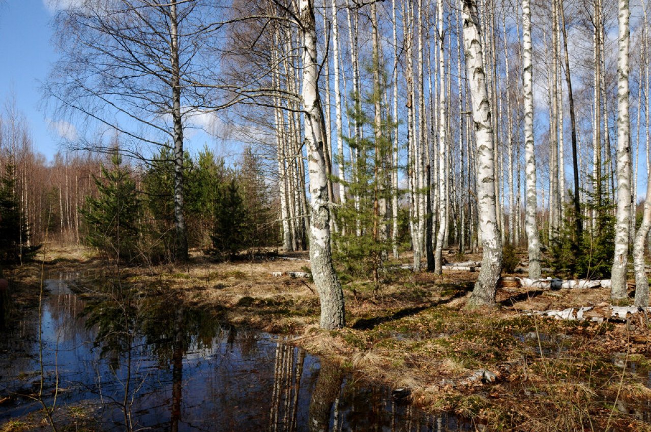 Во всех районах Гродненской области ограничено посещение лесов