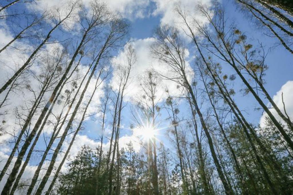 Ограничения на посещение лесов введены в 19 районах Беларуси