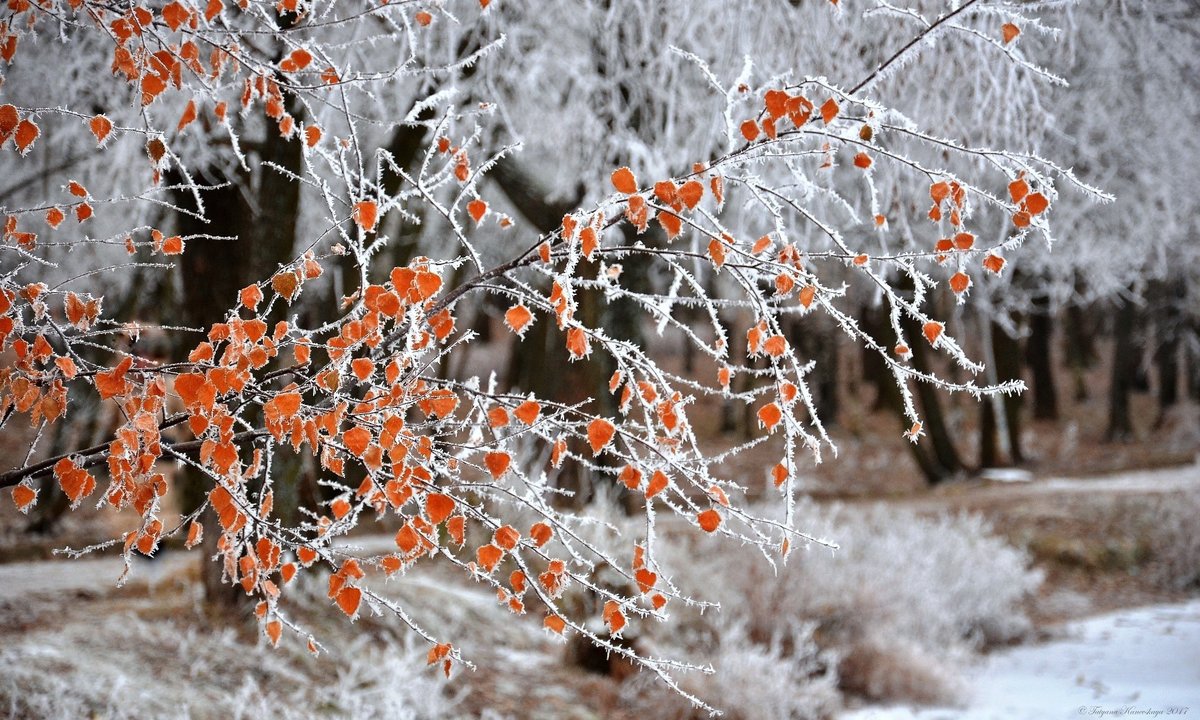 Сначала сильные морозы, потом тепло. Какой будет погода на следующей неделе?