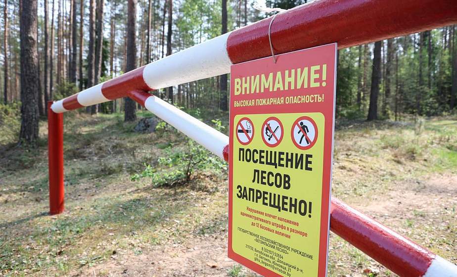 В трех районах Гродненской области действуют запреты на посещение лесов