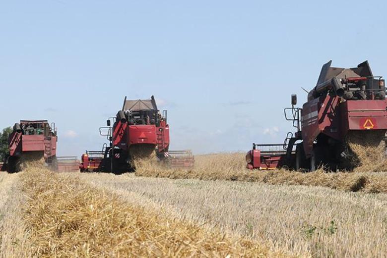 Более 7,5 млн тонн зерна с учетом рапса намолочено в Беларуси