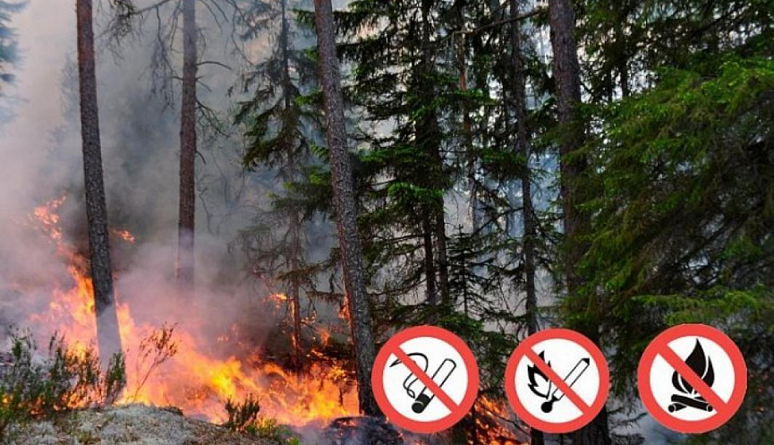 Об обеспечении пожарной безопасности в лесах