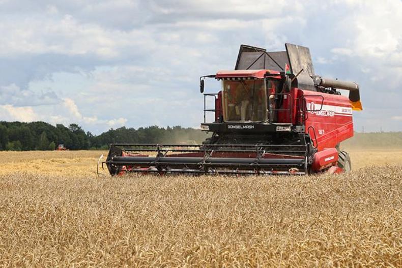 В Беларуси намолочено более 1 млн тонн зерна колосовых культур