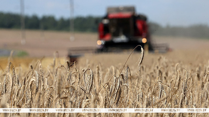 Белорусские аграрии намолотили около 5,9 млн т зерна