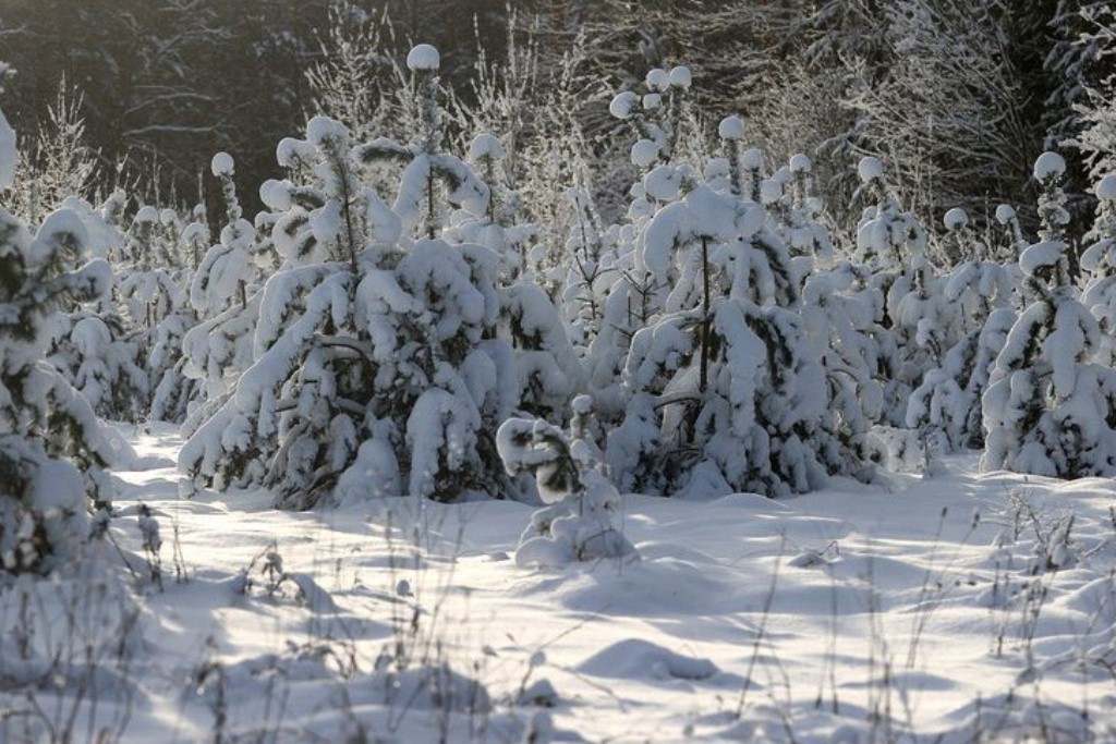 Оранжевый уровень опасности из-за сильного снега и порывистого ветра объявлен на 18 января