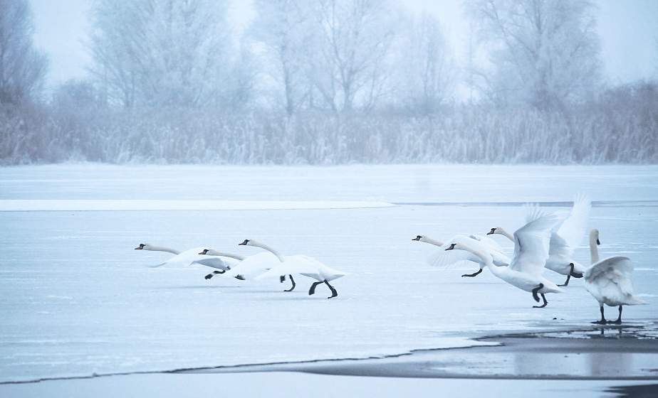 Дождь, мокрый снег и гололед ожидаются в Беларуси на этой неделе