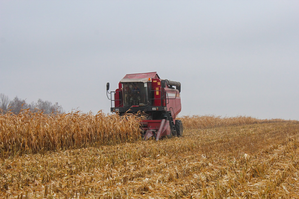 На Сморгонщине завершается уборка кукурузы