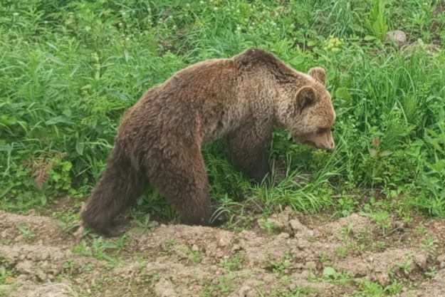 Медведи дошли до Сморгони?