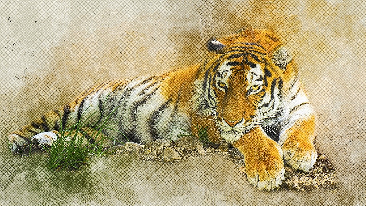 Тигр – в центре внимания