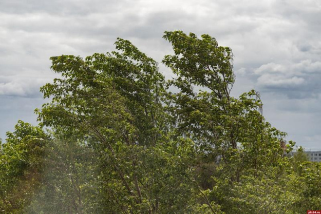 В ближайшие сутки, 31 октября (пятница), во многих районах Гродненской области ожидается юго-западный, днем с переходом на северо-западный ветер порывами 15-20 м/с.