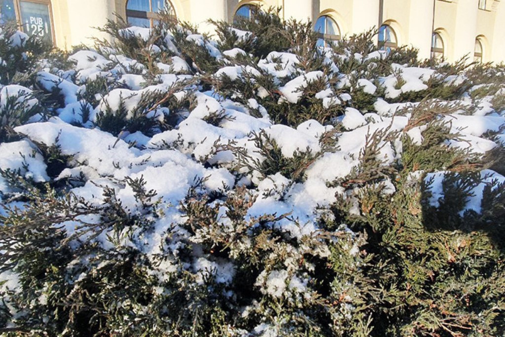 Мокрый снег и сильный ветер ожидаются в Беларуси 10 января