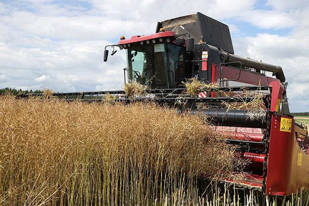В Беларуси намолочено более 8 млн тонн зерна с учетом рапса