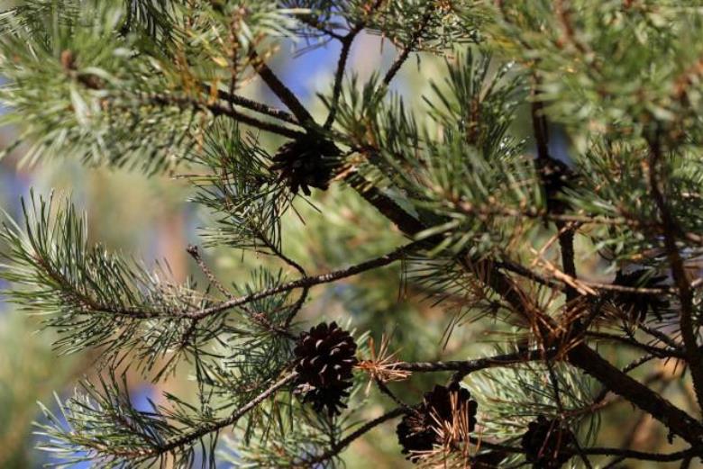 Посещение лесов разрешено во всех районах Гродненской области