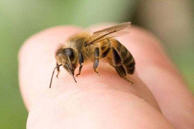 Первая помощь при укусе пчелы