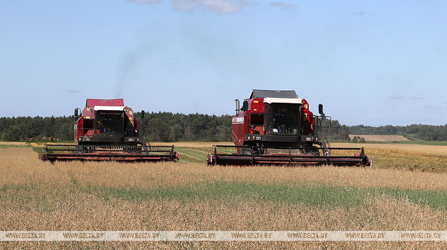В Беларуси намолочено почти 6,9 млн тонн зерна с учетом рапса