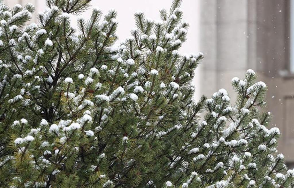 До +9°С и дожди с мокрым снегом ожидаются в Беларуси 22 февраля