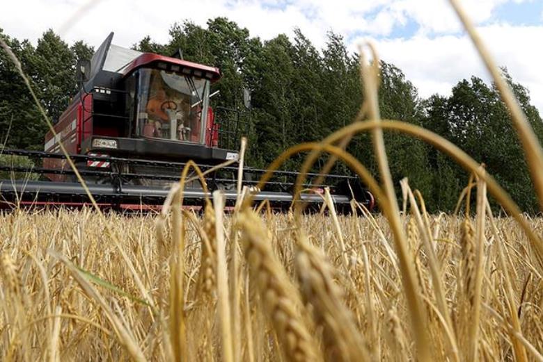 Зерновые и зернобобовые культуры в Беларуси убраны на 9,5% площадей