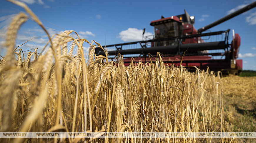 Белорусские аграрии намолотили более 3,7 млн т зерна